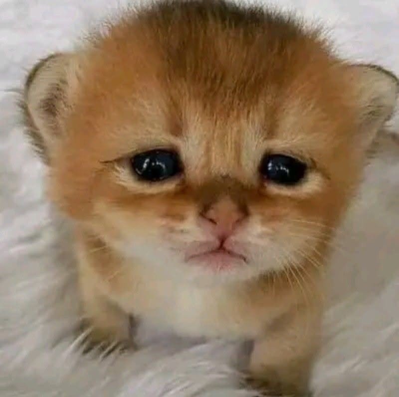 Default pet 10