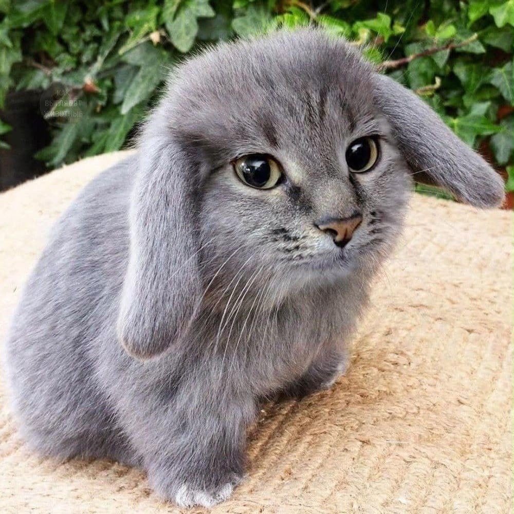Default pet 5