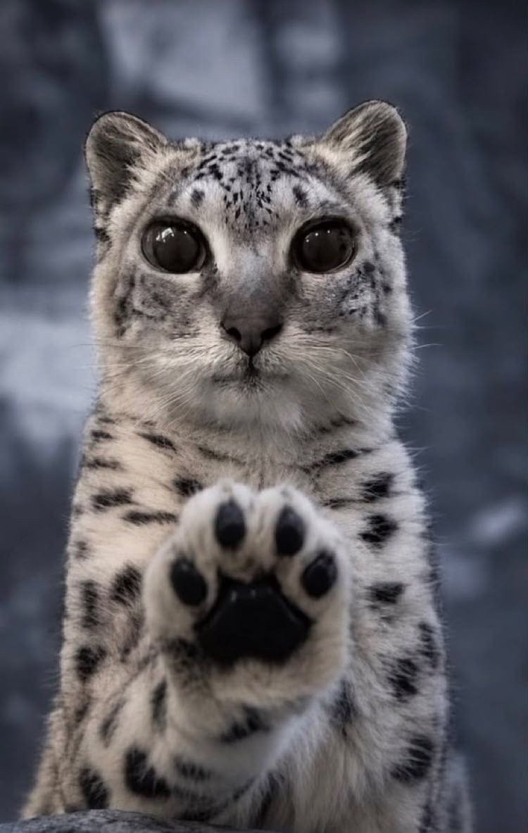 Default pet 1