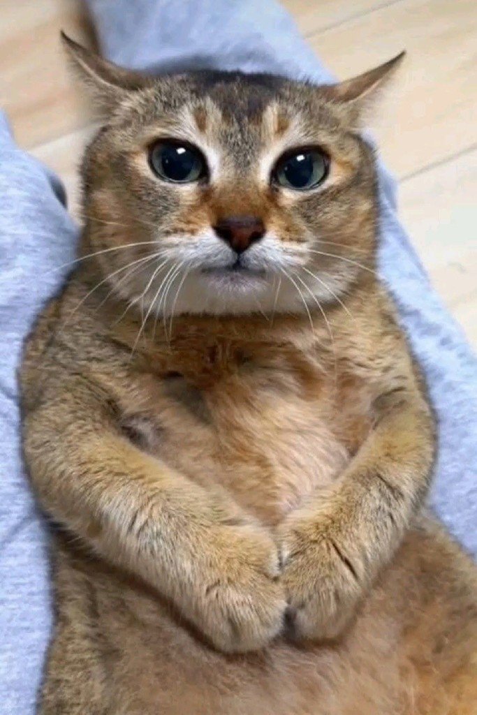 Default pet 2