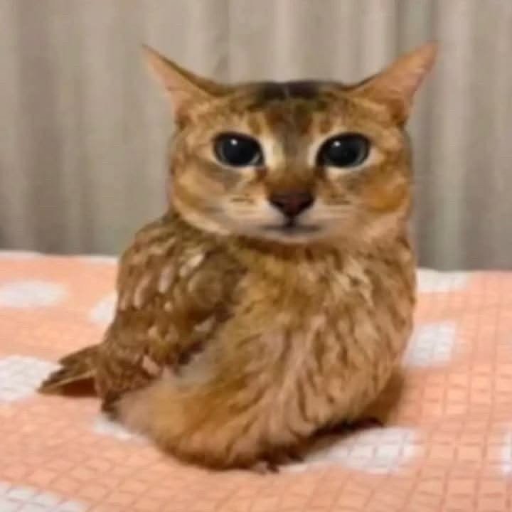 Default pet 11
