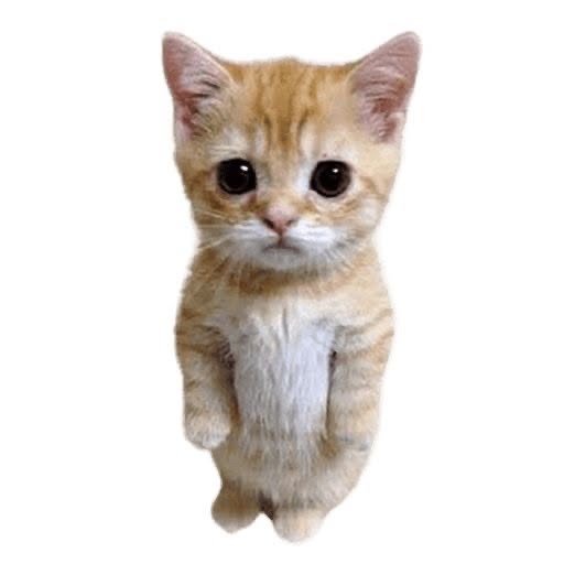 Default pet 9