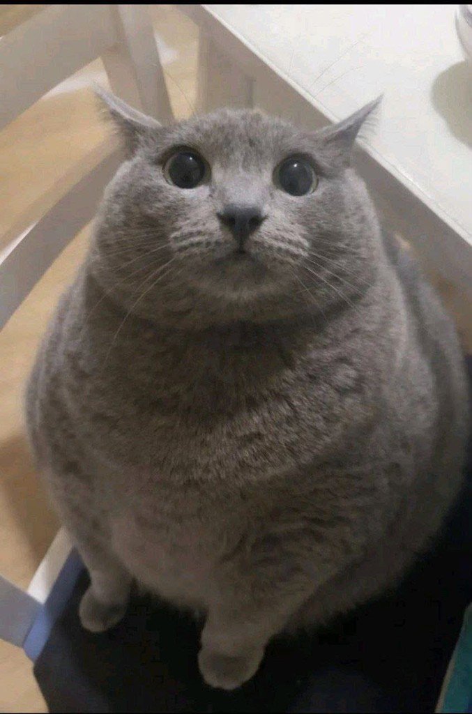 Default pet 15