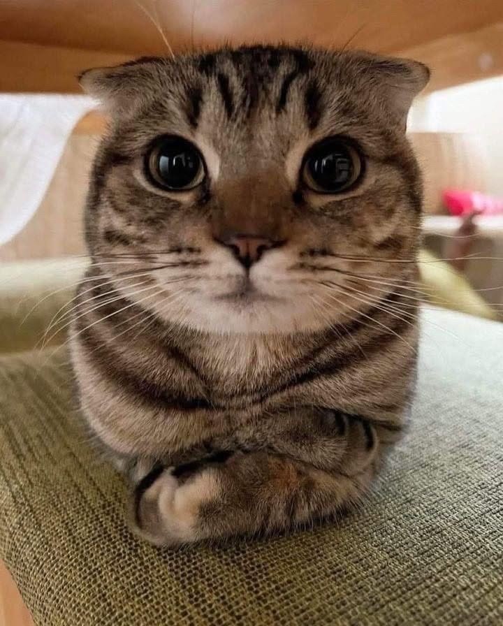 Default pet 3
