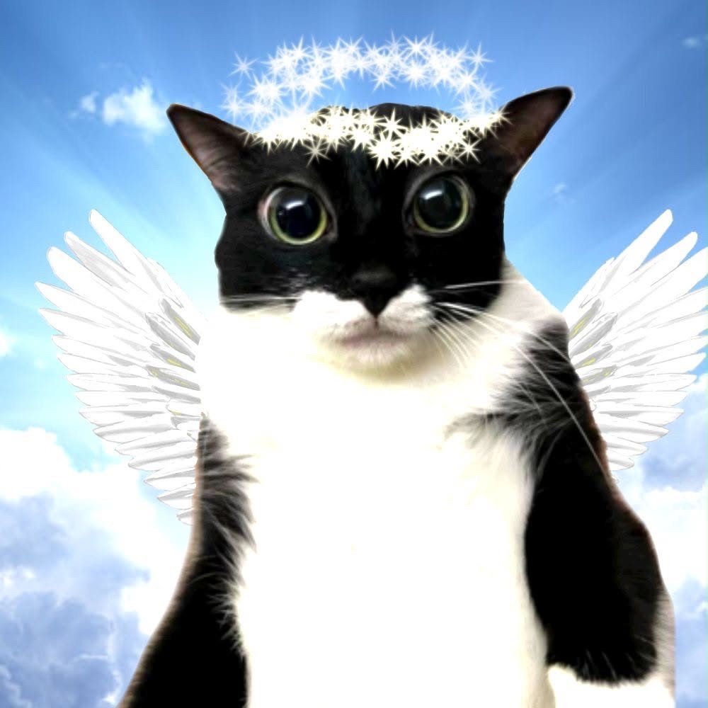 Default pet 6